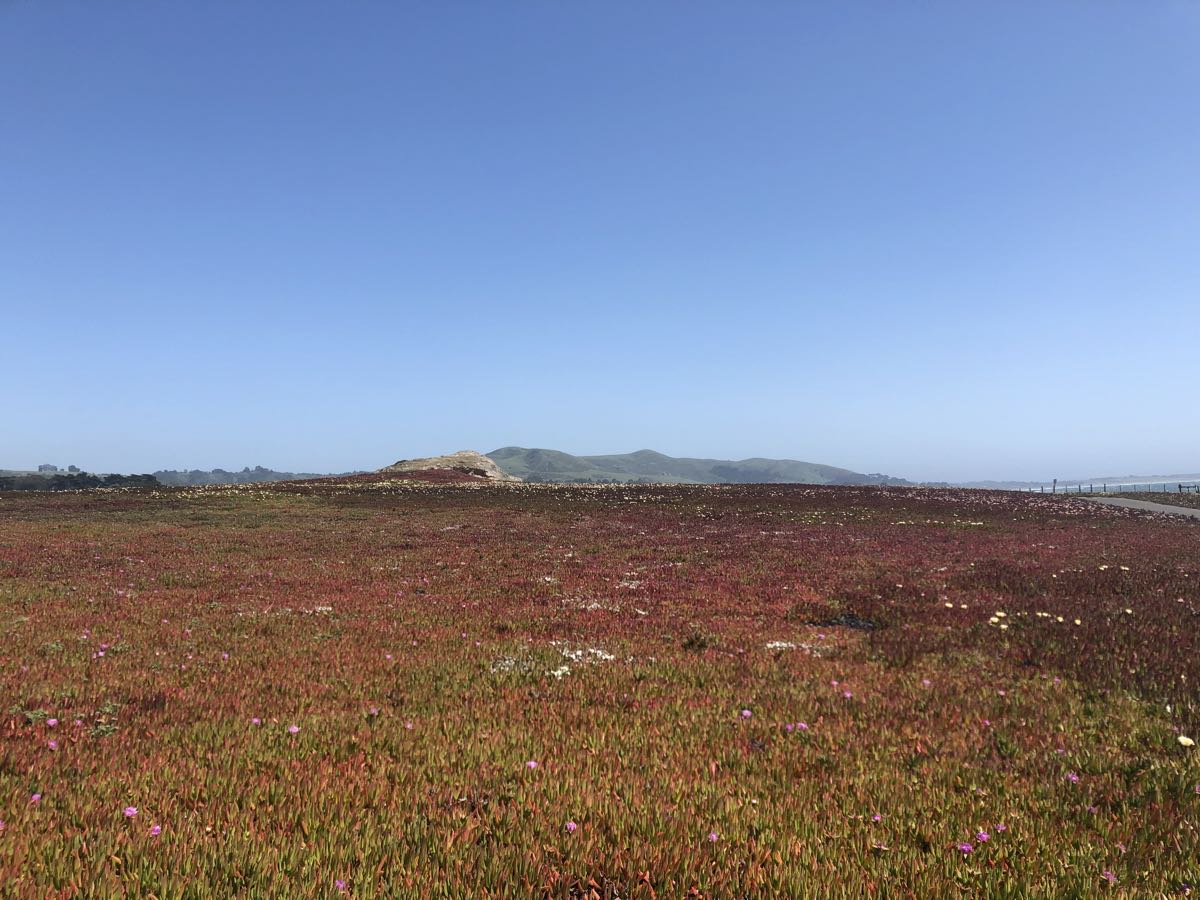 Day 16: Wildflowers on the Cali Coast