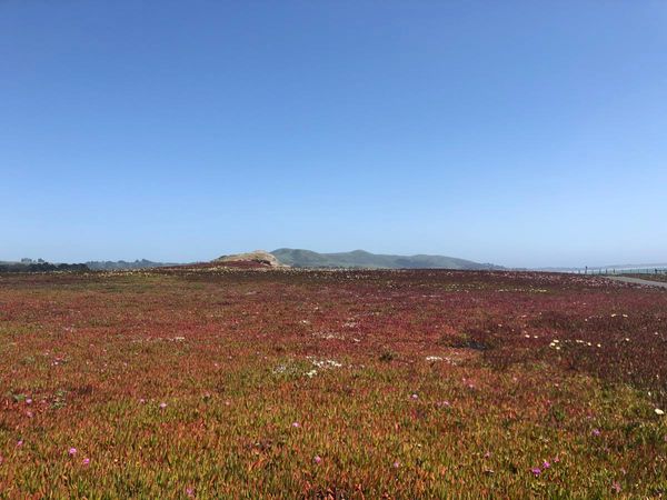 Day 16: Wildflowers on the Cali Coast